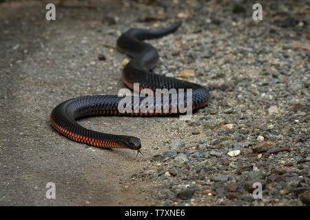 Red-bellied Black Snake - Pseudechis porphyriacus Arten von elapid Schlange native zum östlichen Australien. Stockfoto