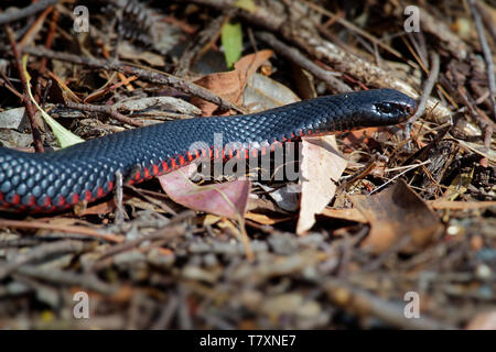 Red-bellied Black Snake - Pseudechis porphyriacus Arten von elapid Schlange native zum östlichen Australien. Stockfoto