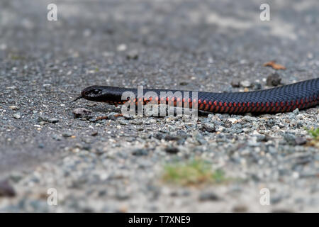 Red-bellied Black Snake - Pseudechis porphyriacus Arten von elapid Schlange native zum östlichen Australien. Stockfoto