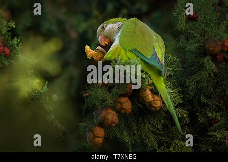 Monk Parakeet - Myiopsitta monachus Fütterung auf den Baum in Málaga, Spanien. Die ursprünglich aus Südamerika Stockfoto