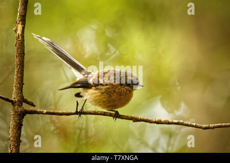 Rhipidura fuliginosa-Fantail - piwakawaka in der Maori Sprache - sitzen auf der Verzweigung im Wald von Neuseeland. Stockfoto