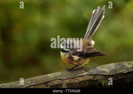 Rhipidura fuliginosa-Fantail - piwakawaka in der Maori Sprache - sitzen auf der Verzweigung im Wald von Neuseeland Stockfoto