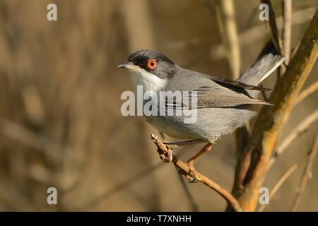 Sardische Warbler (Sylvia Melanocephala) thront auf einem Zweig in einem Busch. Stockfoto