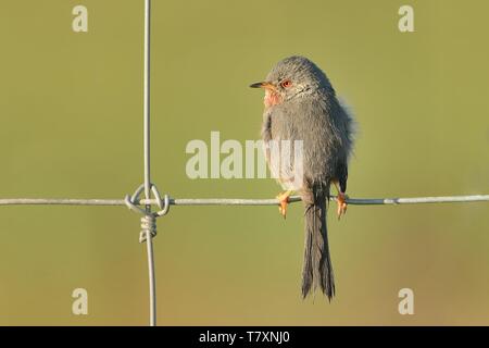 Dartford Warbler (Sylvia undata) auf einem Draht mit verschwommenen Hintergrund thront. Spanien, Frankreich, Griechenland, Stockfoto