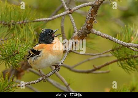 Bergfink sitzen auf der pine Zweig und Gesang in Finnland, Norwegen, Schweden Stockfoto