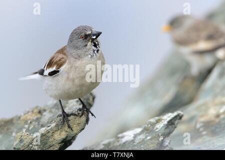 White-winged Snowfinch - Montifringilla nivalis auf dem Felsen in den Alpen. Stockfoto