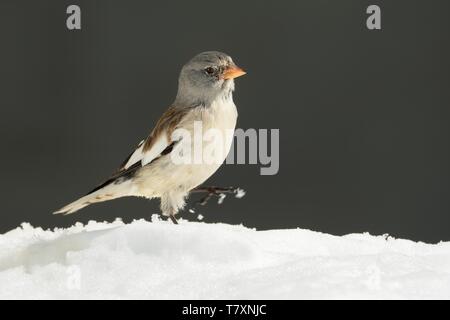 White-winged Snowfinch - Montifringilla nivalis auf dem Felsen im Winter Alpen mit Schnee Stockfoto