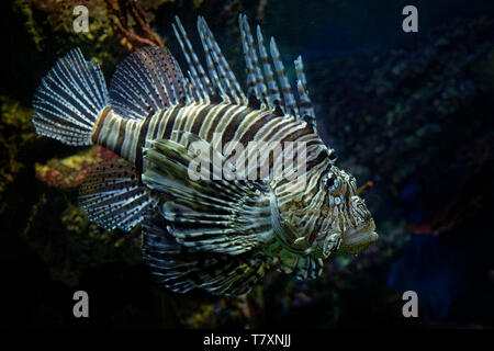 Red Rotfeuerfisch - Pterois volitans giftige Korallenriff Fische, scorpaeniformes Scorpaenidae, bestellen. Indo-pazifischen Region, invasive Problem in der Karibik Stockfoto