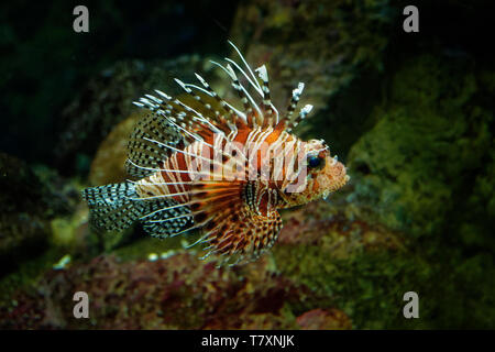 Red Rotfeuerfisch - Pterois volitans giftige Korallenriff Fische, scorpaeniformes Scorpaenidae, bestellen. Indo-pazifischen Region, invasive Problem in der Karibik Stockfoto