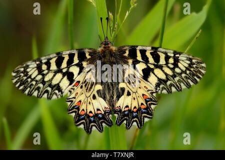 Die Southern Festoon (Lycaena polyxena) sitzen auf dem grünen Rasen. Schöne und bunte Schmetterling Nahaufnahme gefangen auf dem grünen Anlage mit Grün Stockfoto