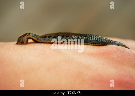 Medizinische Blutegel - Hirudo medicinalis - Blutegel beißen, Leech ist das saugen Blut auf den menschlichen Körper (Hand). Stockfoto