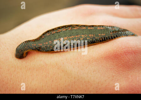 Medizinische Blutegel - Hirudo medicinalis - Blutegel beißen, Leech ist das saugen Blut auf den menschlichen Körper (Hand). Stockfoto