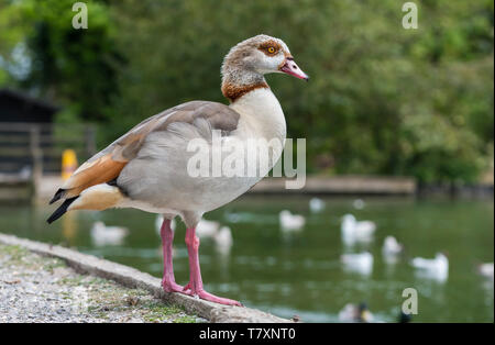 Nilgans (Alopochen Aegyptiaca) stehen an einem See im Frühling in West Sussex, England, UK. Stockfoto