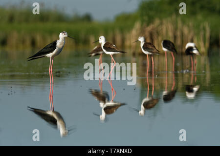 Schwarz - geflügelte Stelzenläufer Himantopus himantopus Wandern im blauen Wasser und Fütterung. Stockfoto