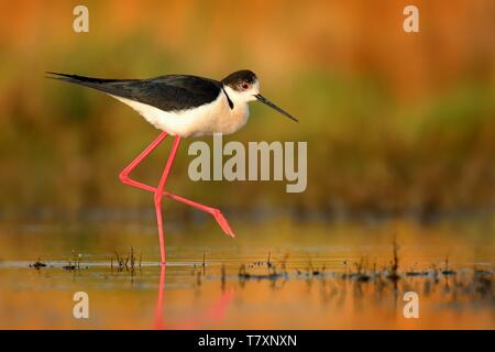 Schwarz - geflügelte Stelzenläufer Himantopus himantopus Wandern in der Wasser- und Fütterung auf sehr lange Füße. Stockfoto