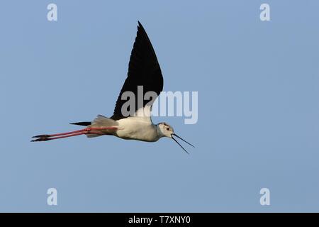 Schwarz - geflügelte Stelzenläufer Himantopus himantopus fliegen in den Himmel und singen mit sehr langen Beinen. Stockfoto