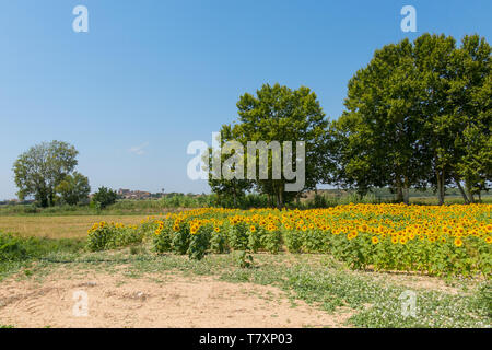 Feld mit Sonnenblumen im Emporda, Catalunya, Costa Brava, Spanien Stockfoto
