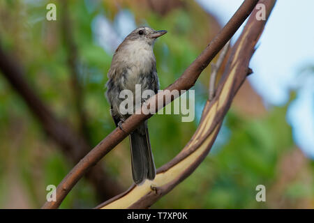 Grey Shrike - soor - Colluricincla Mundharmonika. Die grauen shrikethrush oder graue shrike - soor (Colluricincla Harmonika), früher bekannt als Grau Stockfoto