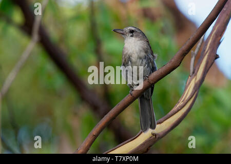 Grey Shrike - soor - Colluricincla Mundharmonika. Die grauen shrikethrush oder graue shrike - soor (Colluricincla Harmonika), früher bekannt als Grau Stockfoto