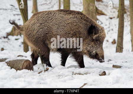 Eurasische Wildschwein - Sus scrofa auf dem weißen Schnee im Winter, Europa. Stockfoto