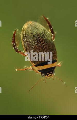 Schwarz, Wasserkäfer, Tauchen Wasserkäfer, Larve, Larven