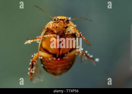 Tauchen Käfer (Graphoderus cinereus) Schwimmen unter Wasser. Wenig Wasser Käfer mit schwarz und orange Kopf unter Wasser mit Bläschen an der erfasst Stockfoto