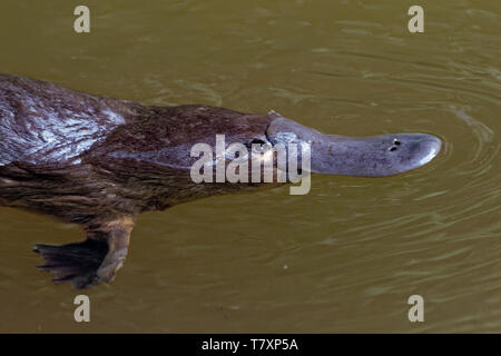 Schnabeltier - Ornithorhynchus anatinus Festlegung Säugetier endemisch im Osten von Australien, Tasmanien, Duck-billed Platypus, semiaquatic Ei -. Stockfoto