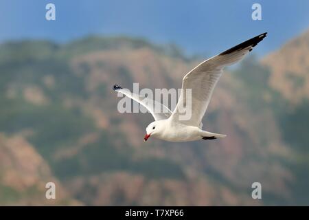 Audouin's Gull - Ichthyaetus audouinii im Flug mit Bergen im Hintergrund erfasst. Stockfoto