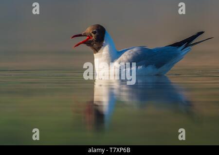 Lachmöwe (Chroicocephalus ridibundus) schwimmend auf einer Fläche von einem Teich. Es fordert. Stockfoto