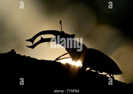 Hirschkäfer (Lucanus cervus) Silhouette. Big beetle gegen die Sonne gefangen. Stockfoto