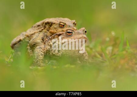 Europäische Kröte - Bufo bufo im Wasser im Frühjahr paaren. Männlich und weiblich. Stockfoto