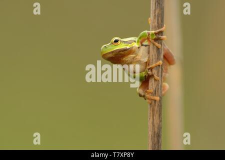 Europäische Treefrog - Hyla arborea auf der Reed, Gesang Frosch. Stockfoto