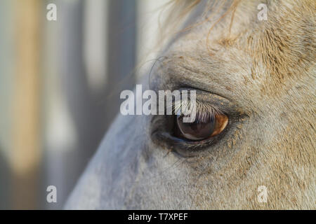 Close-up des Auges eines Pferdes Stockfoto