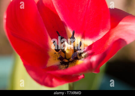Eine einzelne rote Tulpenblume, Tulipa, blüht in der Frühlingssonne, Nahaufnahme mit Stadien und Stigma Stockfoto