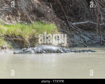 Salzwasser krokodil Aalen in der Sonne auf den Bänken des Mary River in Kakadu National Park, Northern Territory, Australien Stockfoto