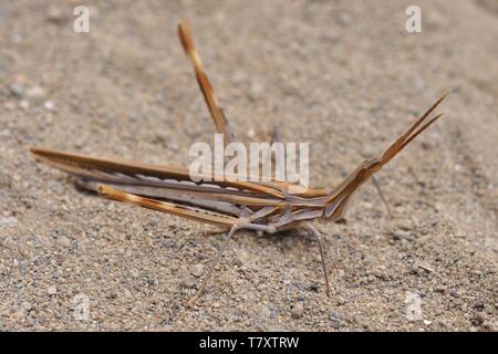 Acrida ungarica - Arten von Grasshopper in Süd- und Mitteleuropa gefunden. Da die Kegel - vorangegangen Heuschrecke, Gerochene Heuschrecke, oder Mediterrane bekannt Stockfoto