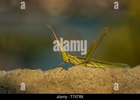 Acrida ungarica - Arten von Grasshopper in Süd- und Mitteleuropa gefunden. Da die Kegel - vorangegangen Heuschrecke, Gerochene Heuschrecke, oder Mediterrane bekannt Stockfoto