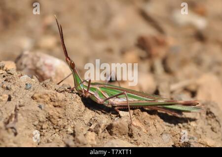 Acrida ungarica - Arten von Grasshopper in Süd- und Mitteleuropa gefunden. Da die Kegel - vorangegangen Heuschrecke, Gerochene Heuschrecke, oder Mediterrane bekannt Stockfoto