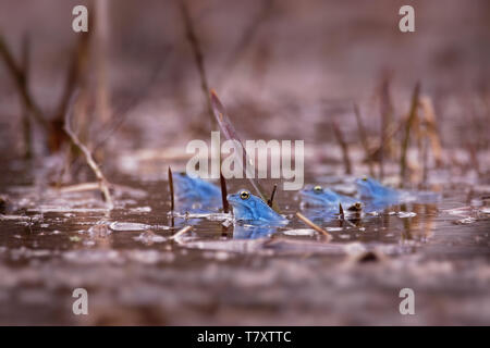Moorfrosch Rana arvalis - Blau europäische Frosch in den kleinen Teich im Frühling in der Tschechischen Republik, in Mähren Stockfoto
