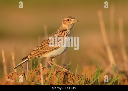 Sky Lerche (Alauda arvensis) sitzen auf der Erde durch die Sonne erleuchtet. Lerche auf dem Feld. Braune Vogel sitzt auf den braunen Lehm. Stockfoto