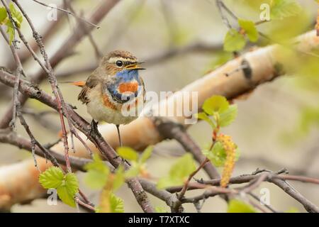 Blaukehlchen - Luscinia svecica sitzen auf dem Zweig in den Norwegischen Tundra. Stockfoto