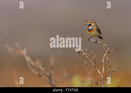 Blaukehlchen - Luscinia svecica sitzen auf dem Zweig in den Norwegischen Tundra. Stockfoto