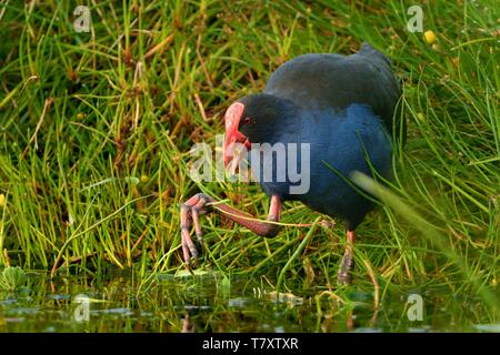Pukeko (Porphyrio porphyrio melanotus) steht auf einer Wiese in der Nähe des Sees und Halten der Haulm von Gras in Thorn. Stockfoto