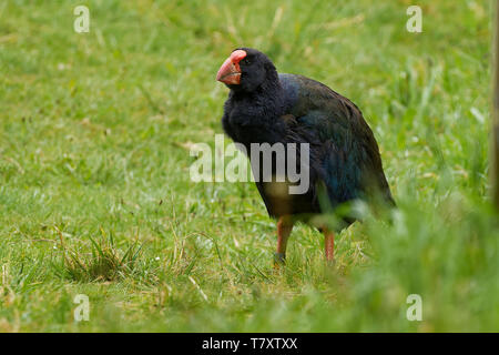 Takahe - Porphyrio hochstetteri endemisch Henne aus Neuseeland, blauen Gefieder und einem grossen roten Schnabel. Stockfoto