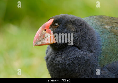 Takahe - Porphyrio hochstetteri endemisch Henne aus Neuseeland, blauen Gefieder und einem grossen roten Schnabel. Stockfoto