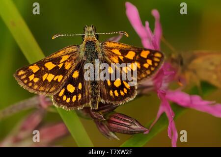 Carterocephalus palaemon - Schmetterling mit Blume, grün Hintergrund Stockfoto