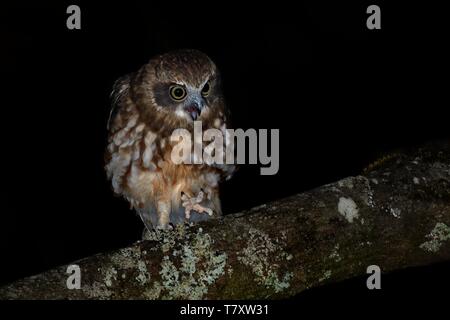 Südliche Ninox boobook Boobook - kleine Eule aus Australien in der Nacht. Stockfoto