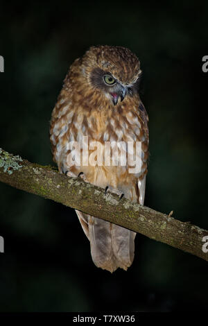 Südliche Ninox boobook Boobook - kleine Eule aus Australien in der Nacht, native zum Festland von Australien, Neuguinea, der Insel Timor, und die SUNDA I Stockfoto