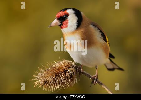 Europäische Stieglitz (Carduelis carduelis) saß auf dem Ast, von Hintergrund isoliert Stockfoto