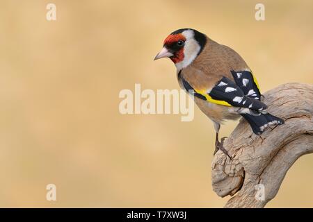 Europäische Stieglitz (Carduelis carduelis) saß auf dem Ast, von Hintergrund isoliert Stockfoto